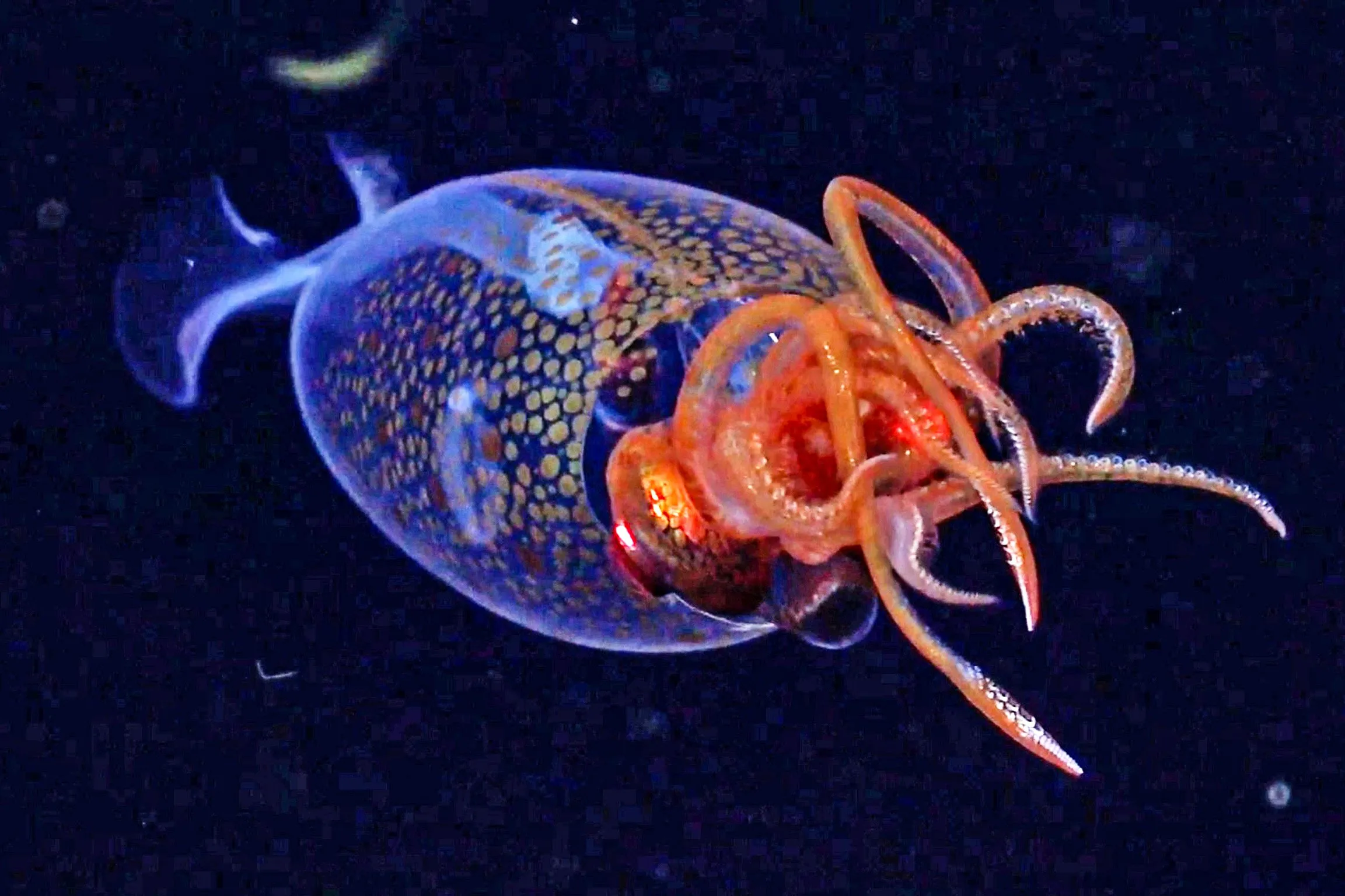 colossal squid discovery in deep sea