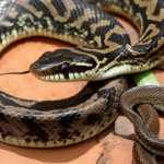 Black-eyed snake Papua New Guinea