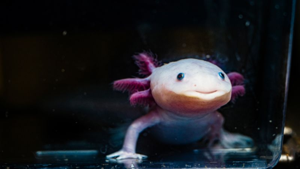 glow-in-the-dark axolotls