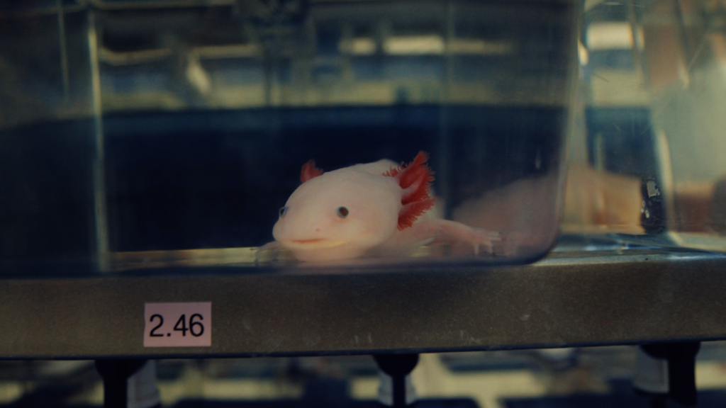 glow-in-the-dark axolotls
