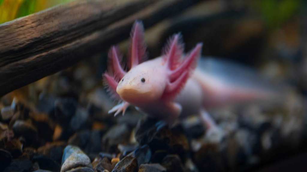 glow-in-the-dark axolotls