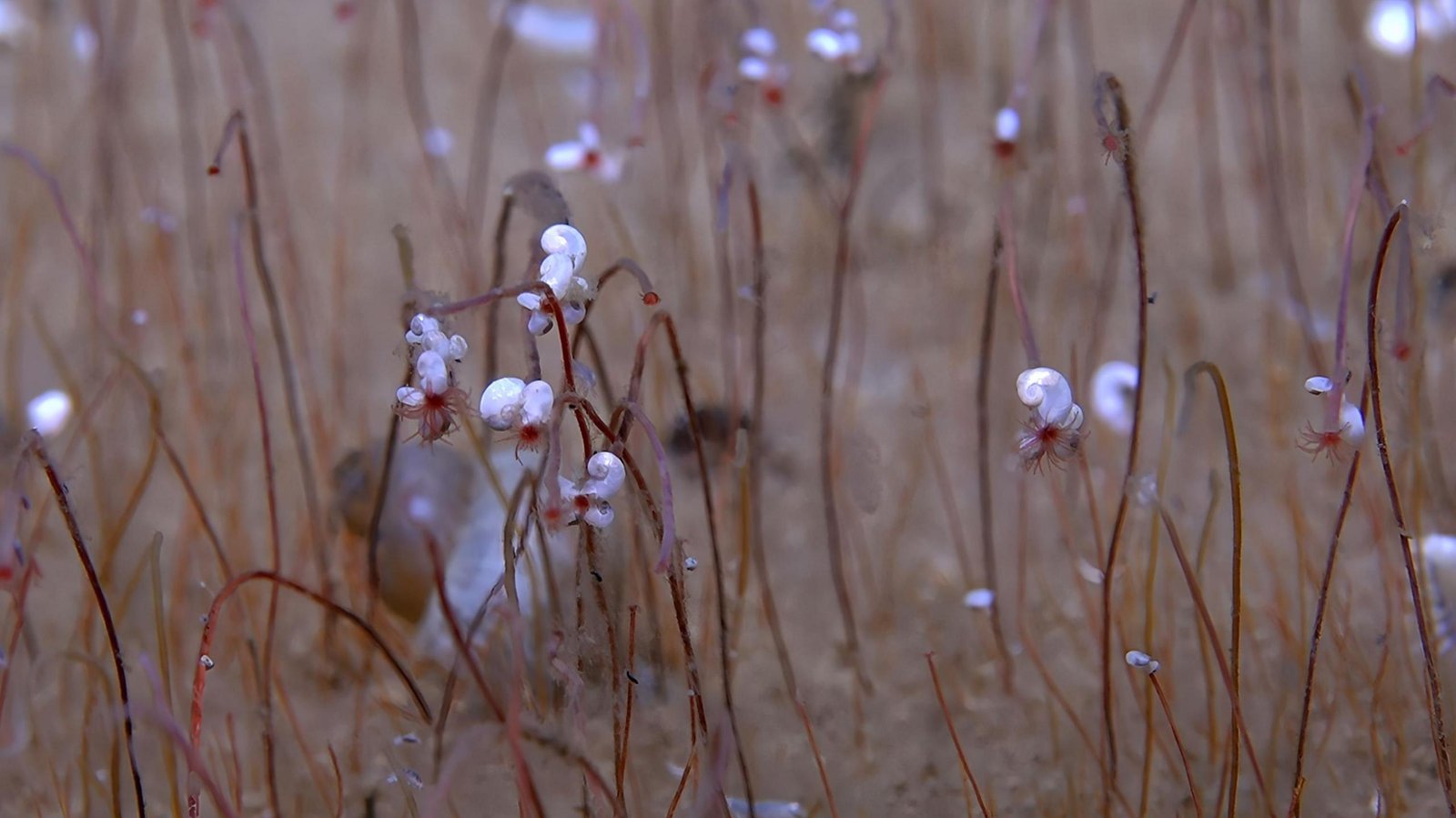 Extreme life in deep ocean revealed in new expedition