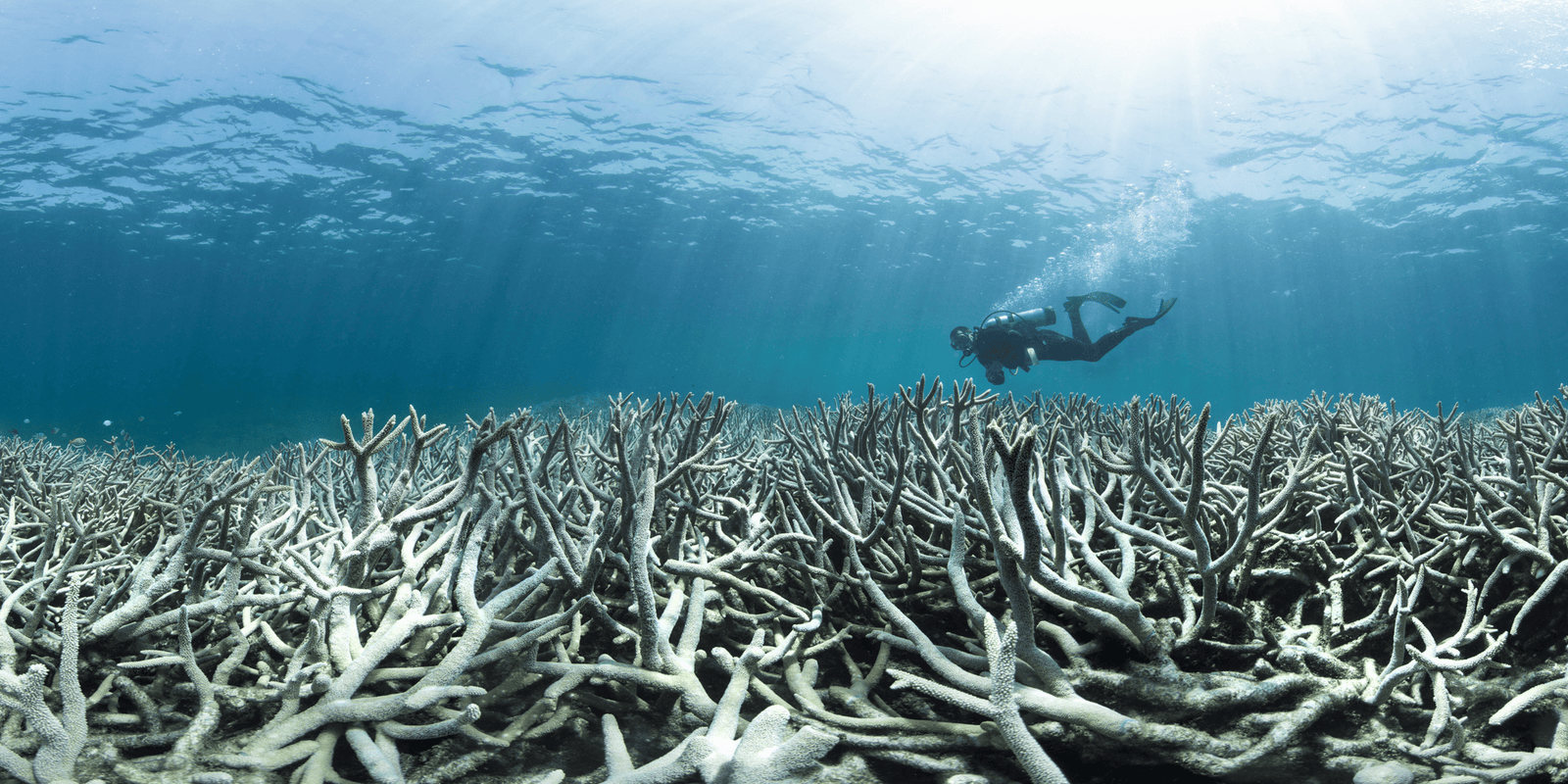 Underwater bushfire Australia and the Future of Coral Reefs