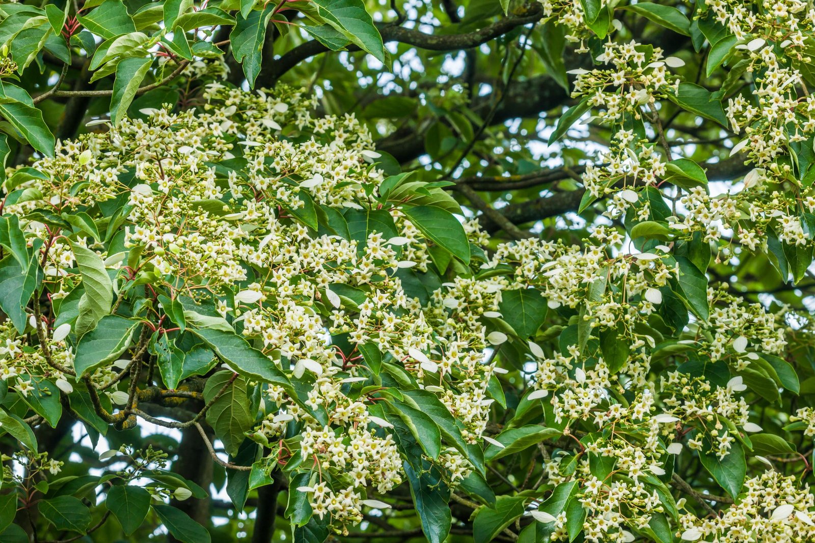 Rare tree flowering230: Sixth bloom in 100 years at Borde Hill