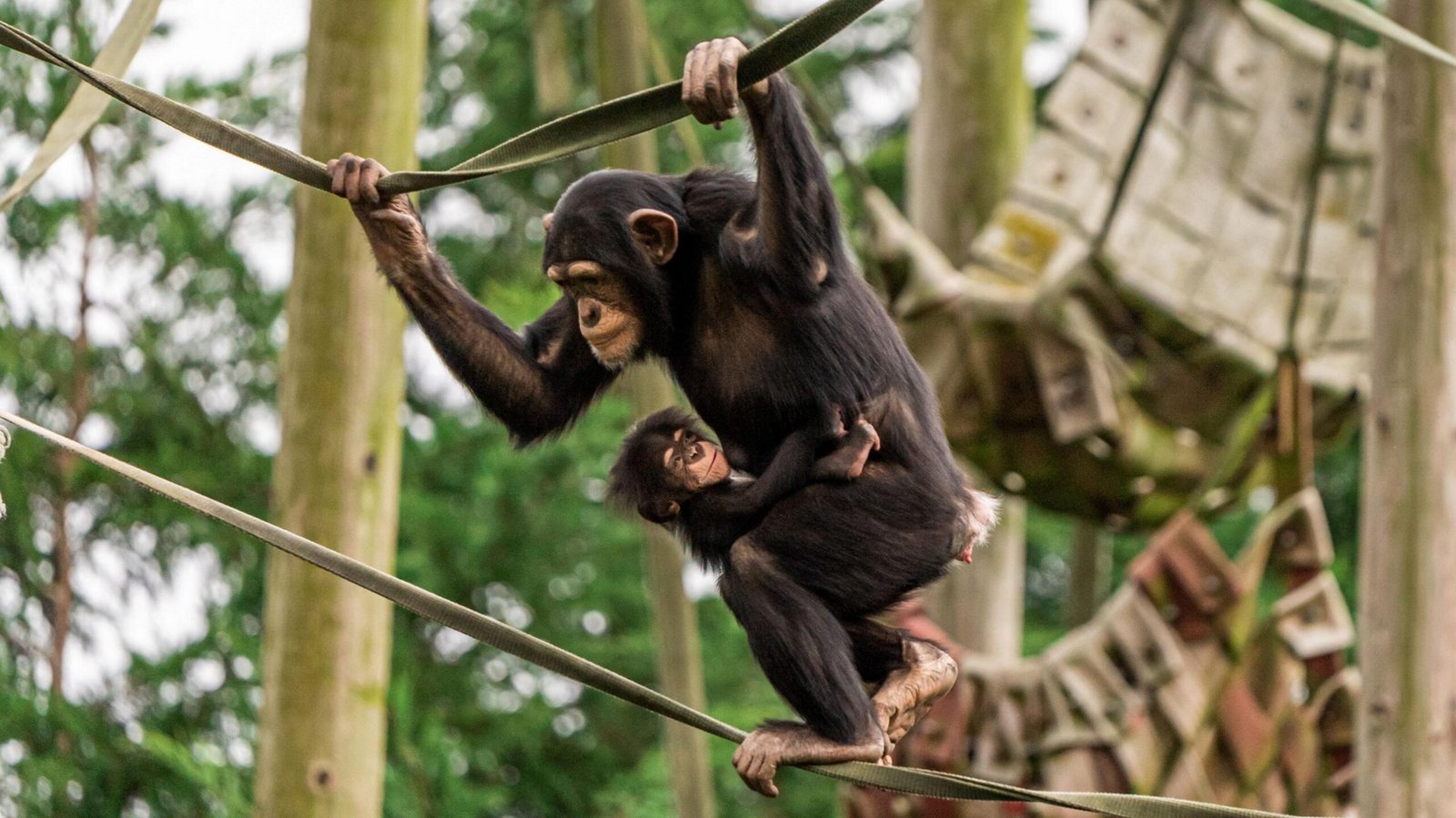 Great apes in zoos: Born Free urges boycott over animal welfare