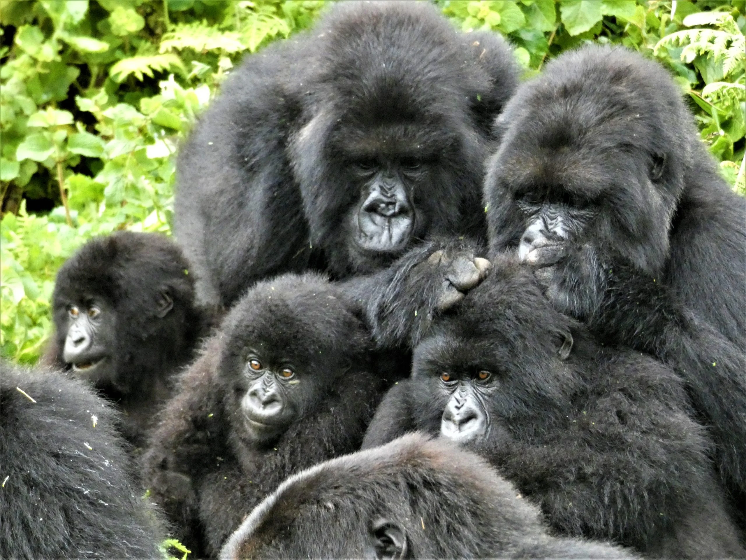 Female Gorilla Friendships Last for Years, New Study Finds