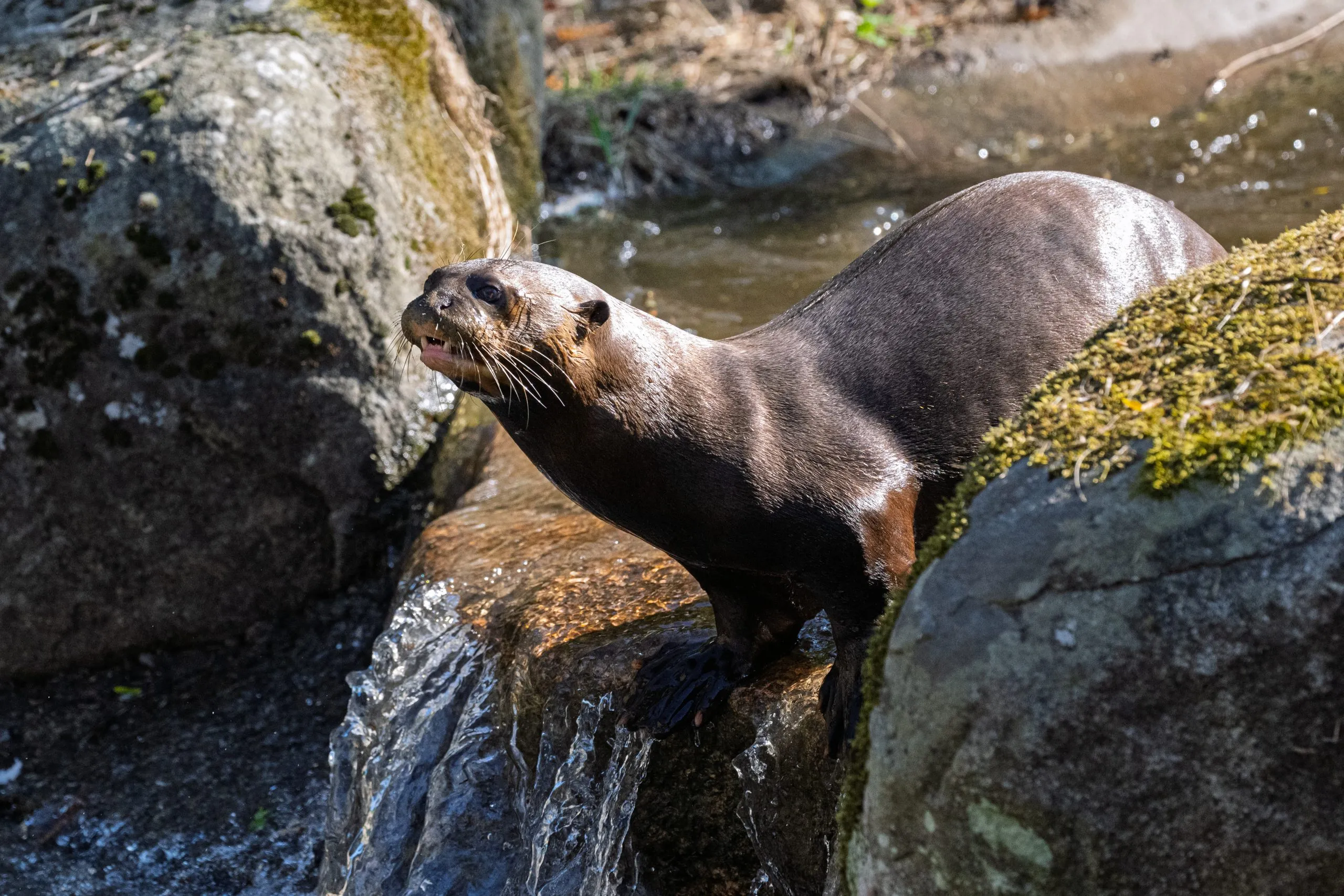 Jersey Zoo Otters: Giant Duo Arrive at New Habitat