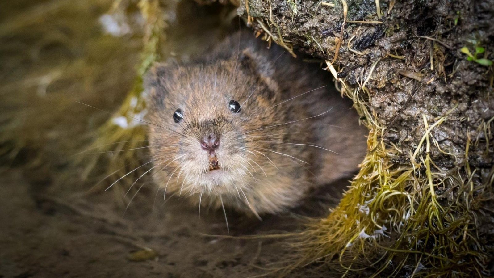 Water voles release begins in Lake District’s Wild Ennerdale