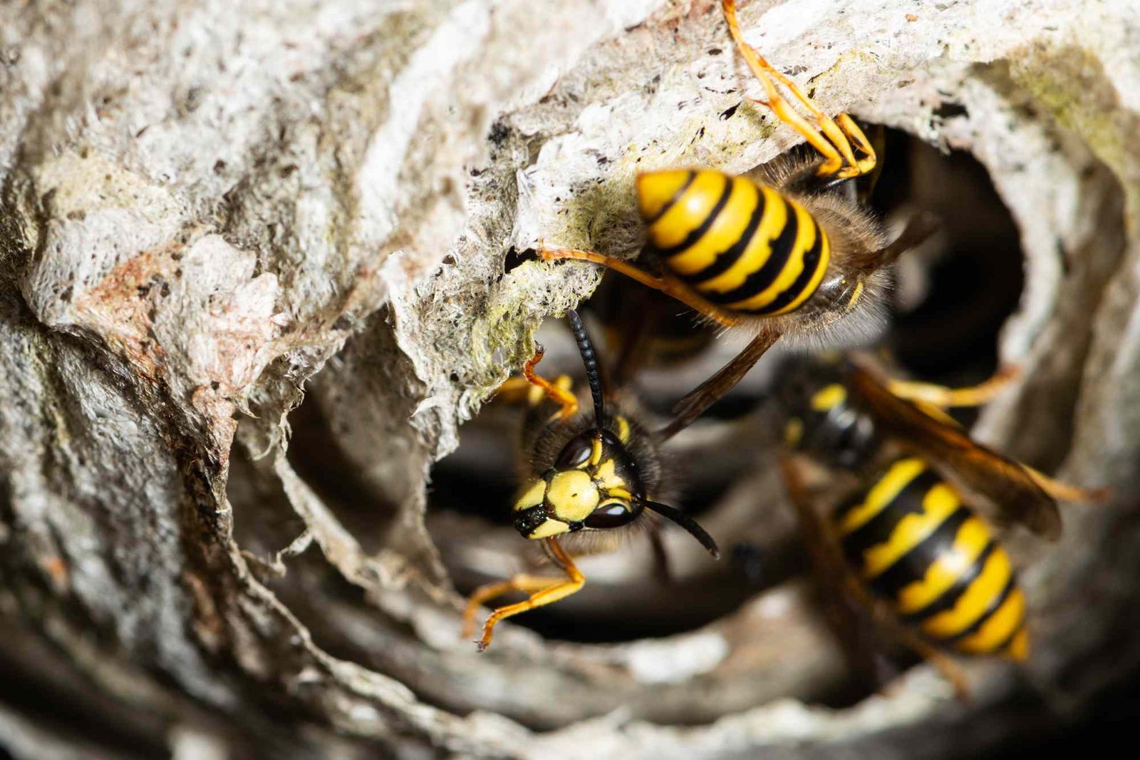 Radioactive wasp nest found at former US nuclear site