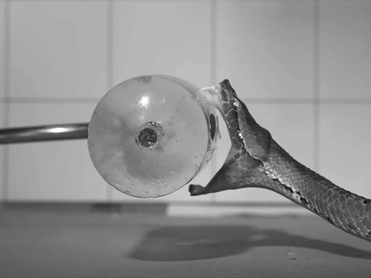 Venomous Snakes Strike: How Fangs and Venom Kill Prey