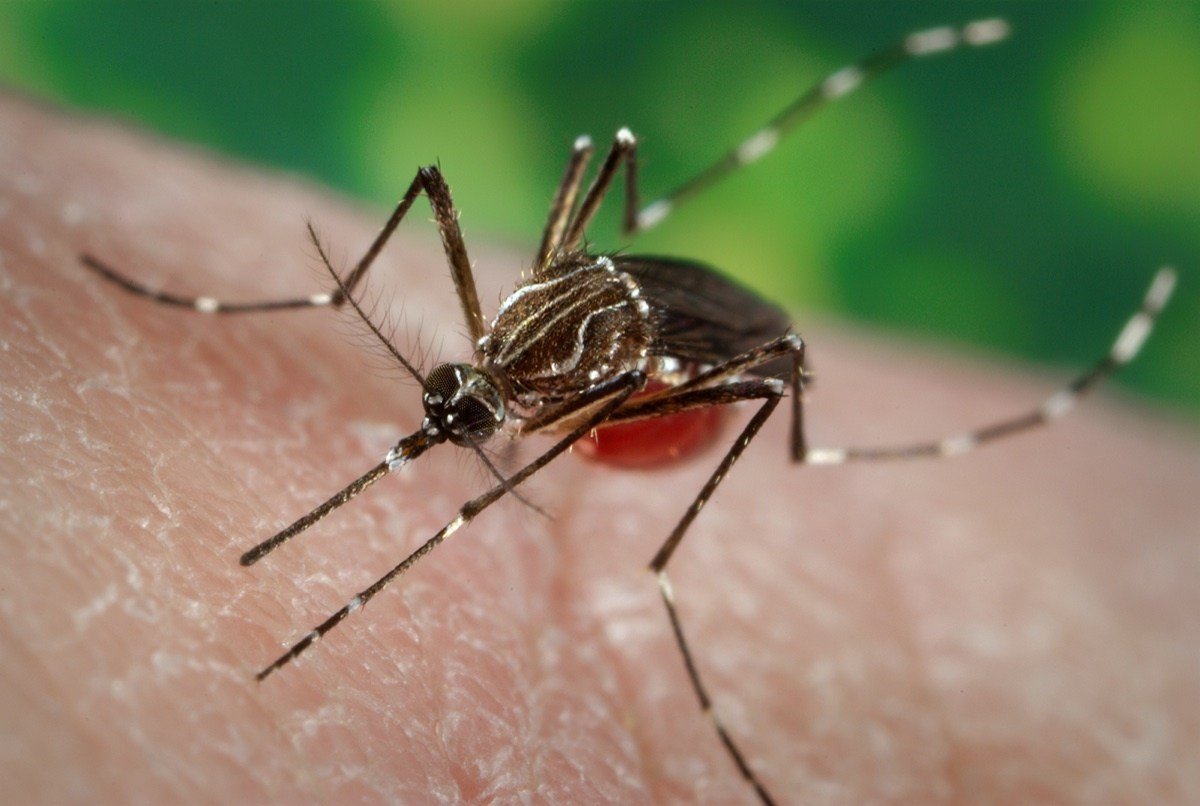 Imported Dengue Fever Cases in American Samoa