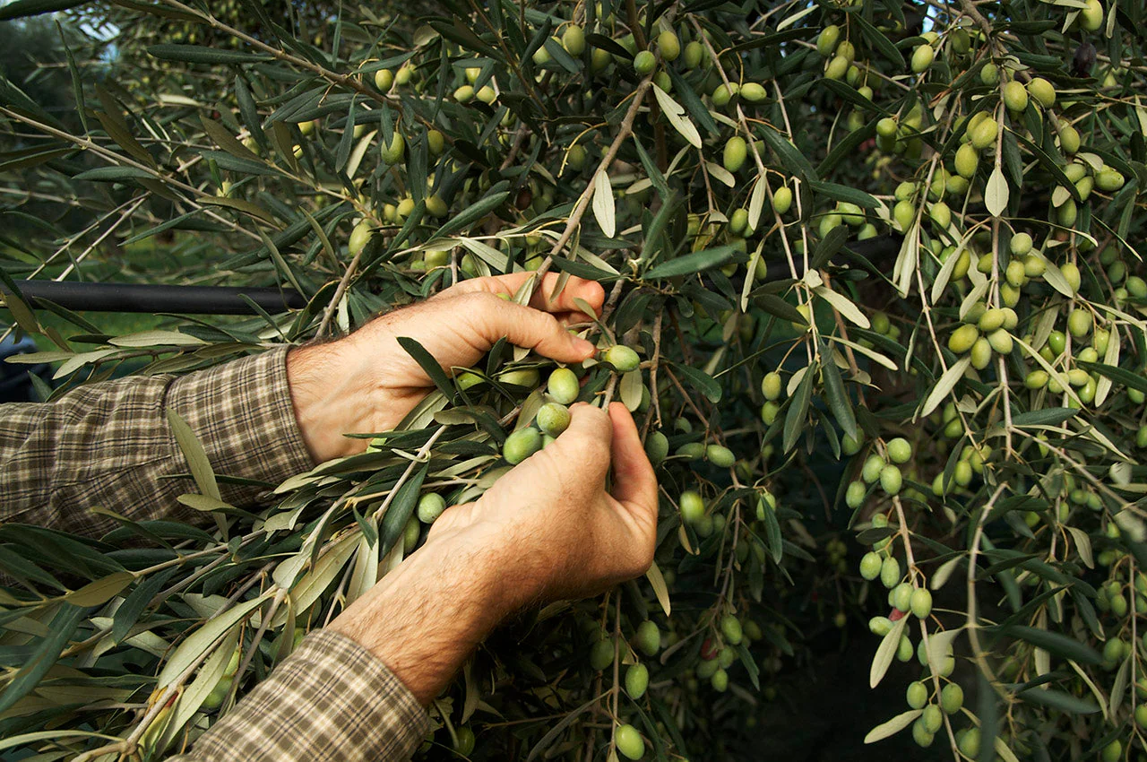 How to Join an Italian Olive Harvest in Italy