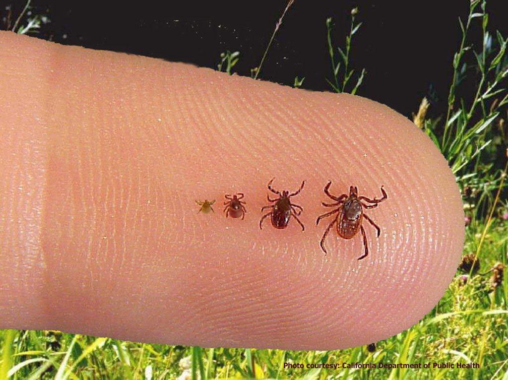 Lyme Disease on the Rise in Canada, US