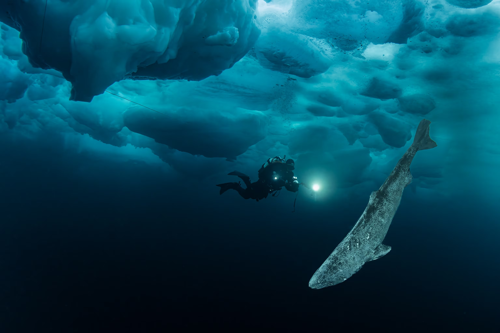 Greenland Shark Discoveries: Scientists Reveal New Secrets