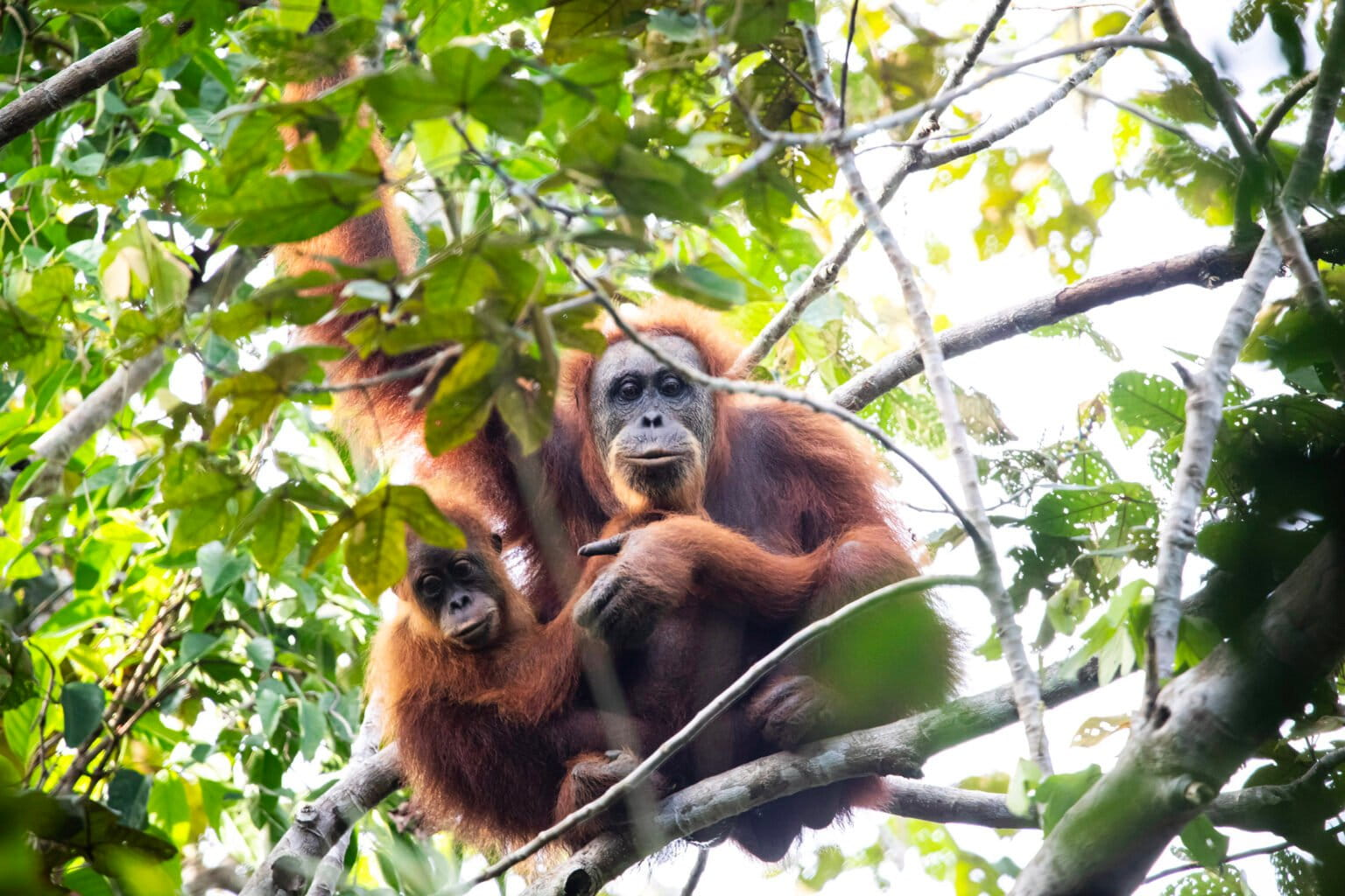 Tapanuli Orangutans Conservation: Indonesia Protects Rare Apes