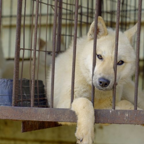 Korea Dog Meat Ban Forces Farmers to Rethink Livelihoods