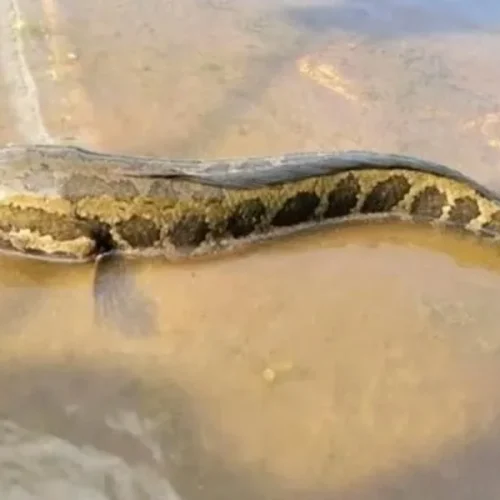 Fish with Blue Markings: Anglers Urged to Report Catches