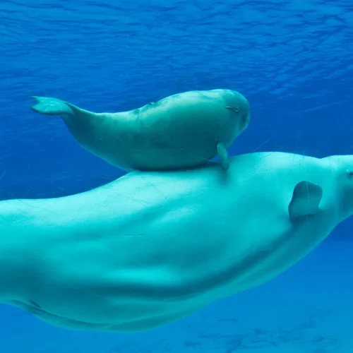 Captive beluga whales in Canada: Crisis at Marineland