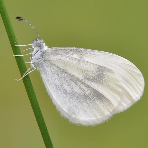 Southern Small White butterfly in UK spotted for first time