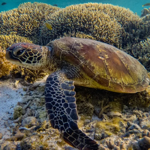 Great Barrier Reef Coral Decline Reaches Record Levels in 2025