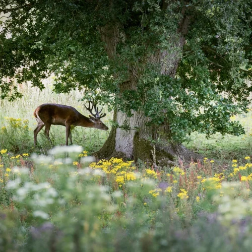 WildEast Nature Pledges Go National to Restore Wildlife in Britain