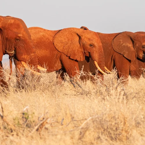 Elephant Migration Routes Blocked Amid Deadly Clashes
