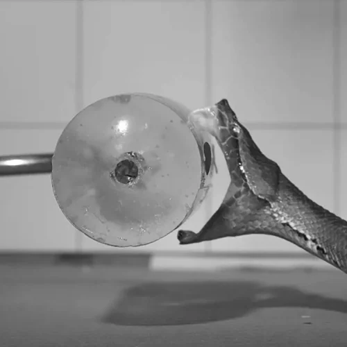 Venomous Snakes Strike: How Fangs and Venom Kill Prey