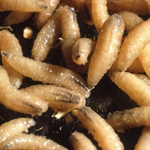 New World Screwworm: Rare Human Case and Prevention