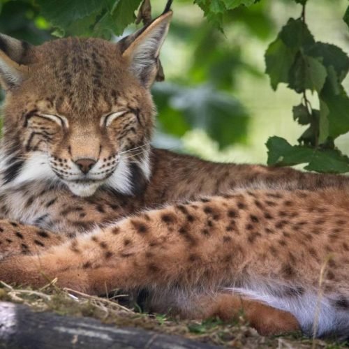 Cairngorms Lynx Given Names After Highlands Rescue