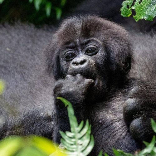 Reverse Wildlife Decline: Nations Unite for Biodiversity Funding