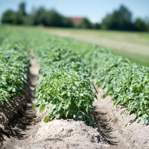 AI App for Potato Blight: Tackling £3.5bn Crop Losses