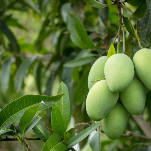 Modernising Mango Farming: Climate and Tech Solutions