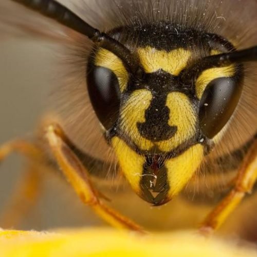 Wasps Are Back This Summer – Why Numbers Are Rising