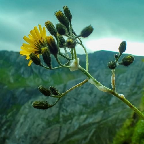 Snowdonia Hawkweed Conservation Effort in Wales