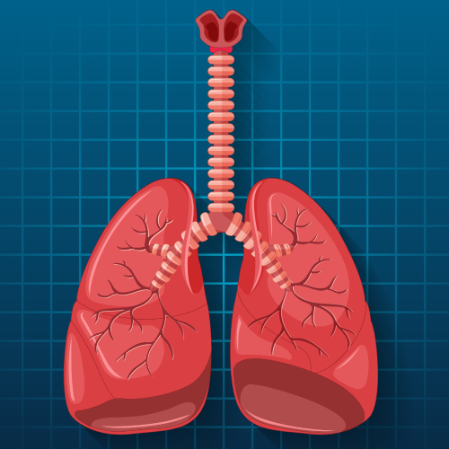 How the Lungs Work: A Simple Guide