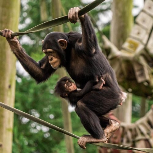 Great apes in zoos: Born Free urges boycott over animal welfare
