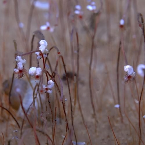 Extreme life in deep ocean revealed in new expedition