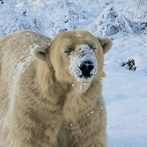 UK’s Oldest Polar Bear Dies at 28 After Health Declines