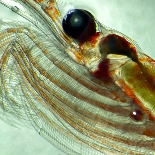 Zooplankton Carbon Storage Slows Climate Change
