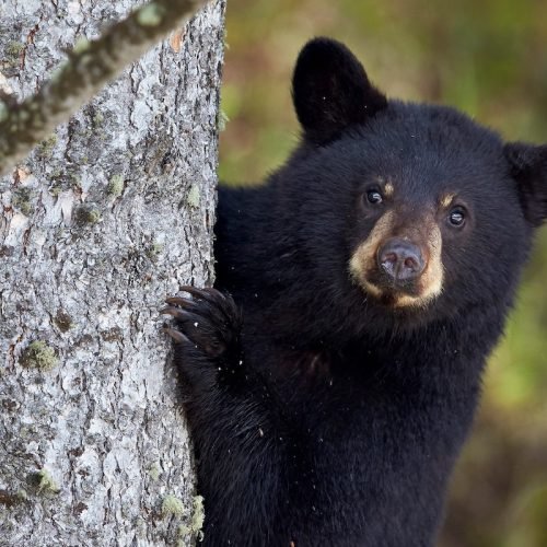 Endangered Moon Bears Arrive at Welsh Wildlife Park