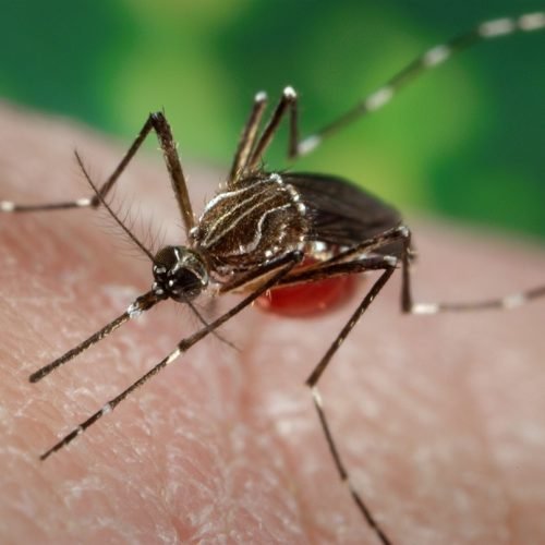 Imported Dengue Fever Cases in American Samoa