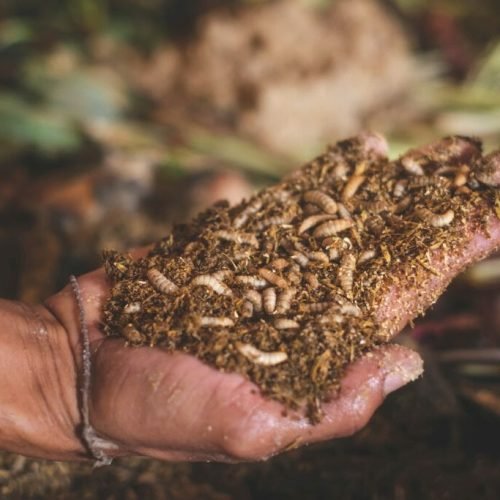 Fly Larvae Food Waste: Insects Transforming Recycling