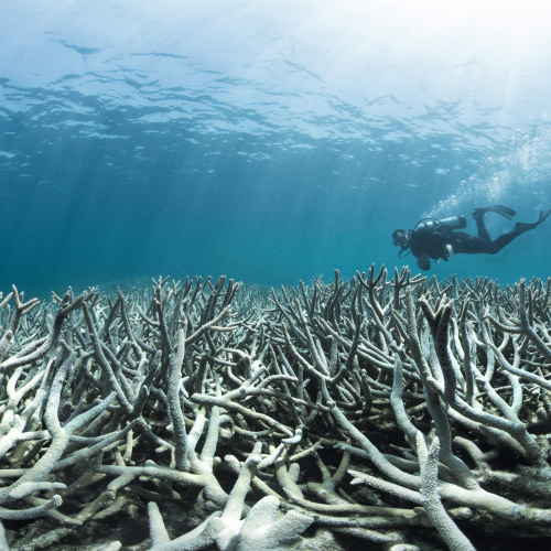 Underwater bushfire Australia and the Future of Coral Reefs
