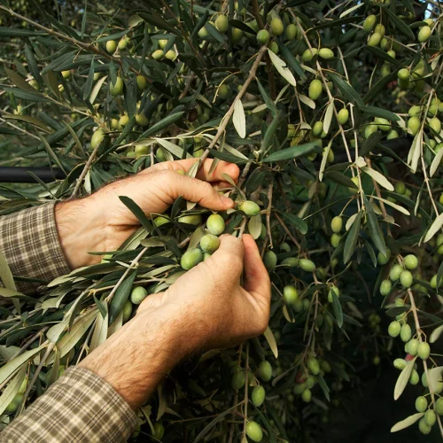 How to Join an Italian Olive Harvest in Italy