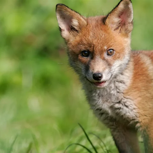 Concern over ‘cruel’ fox traps on Black Mountain