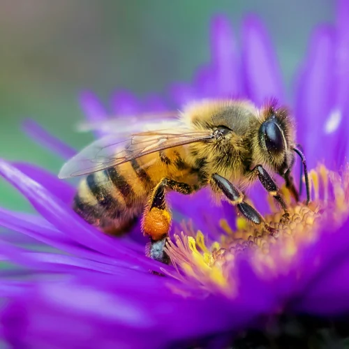 Purple Honey in North Carolina: Nature’s Sweetest Mystery