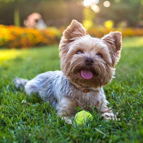 Dog Walking in Hot Weather: Safety Tips for Pet Owners