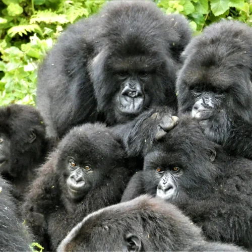 Female Gorilla Friendships Last for Years, New Study Finds