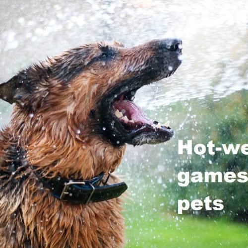 How to Keep Dogs Cool in Hot Weather