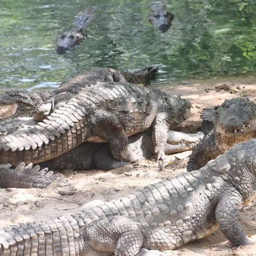 Odisha Crocodile Conservation: 50 Years of Wildlife Success